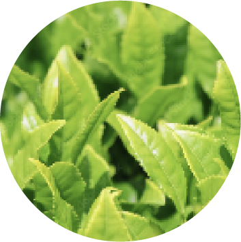 Close-up of green tea leaves